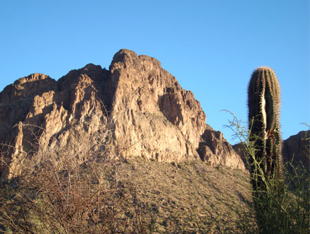 Kakteenwüste in Arizona