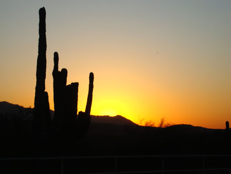 Kakteen im Sonnenuntergang